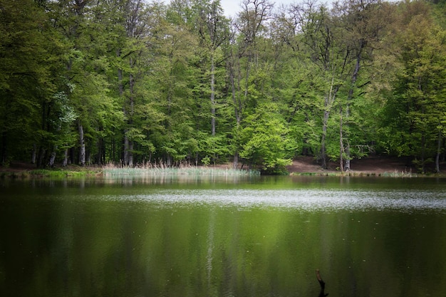 Trees are reflected in the forest lake