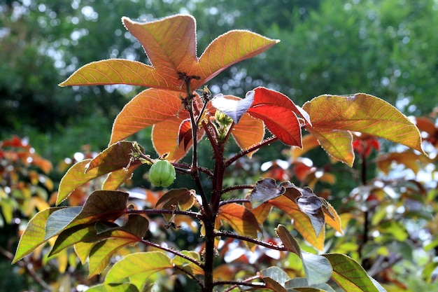 The trees are very colorful.