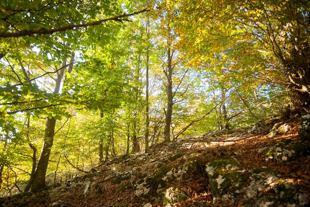 Trees in autumn season background Beauty in nature Autumn lansdscape