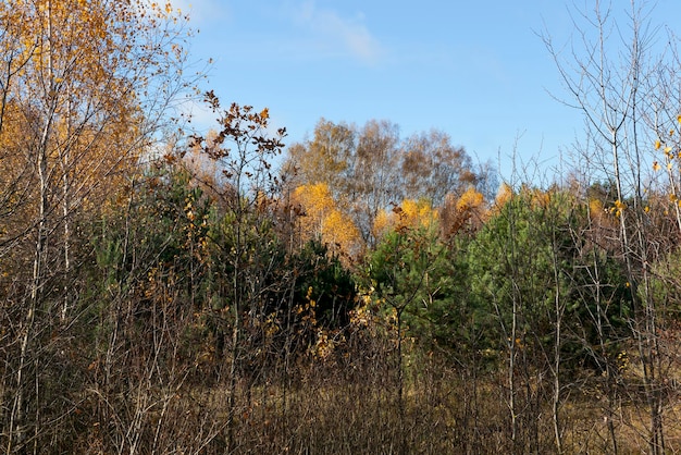 Trees in the autumn season with changing foliage