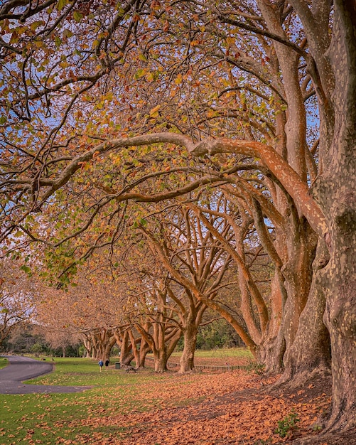 Photo trees in autumn