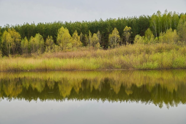 Trees on the background of the lake in cloudy weather