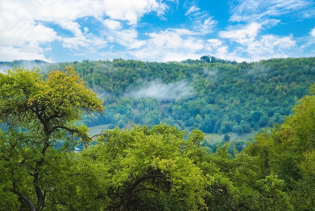 Trees on the background of mountains in the morning fog