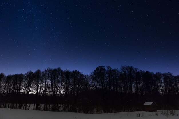 Trees on a background of the night starry sky