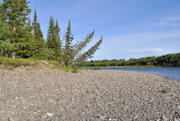 Trees bent down to the river is typical taiga landscape