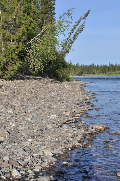 Trees bent down to the river is typical taiga landscape