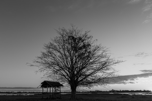 Trees Black dawn