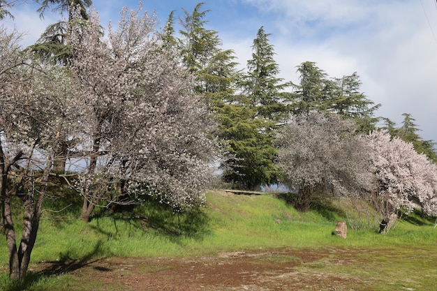 Trees blossoming in a city park in Oroville California