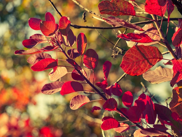 Trees and bushes with red and yellow leaves in the forest on autumn day. Colors of autumn