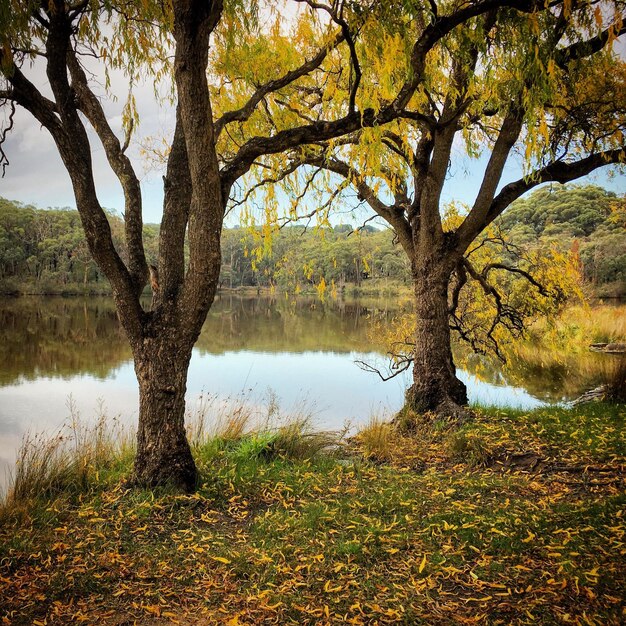 Photo trees by lake during autumn