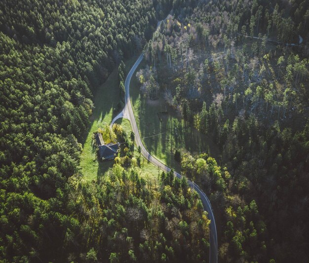 Photo trees by plants in forest