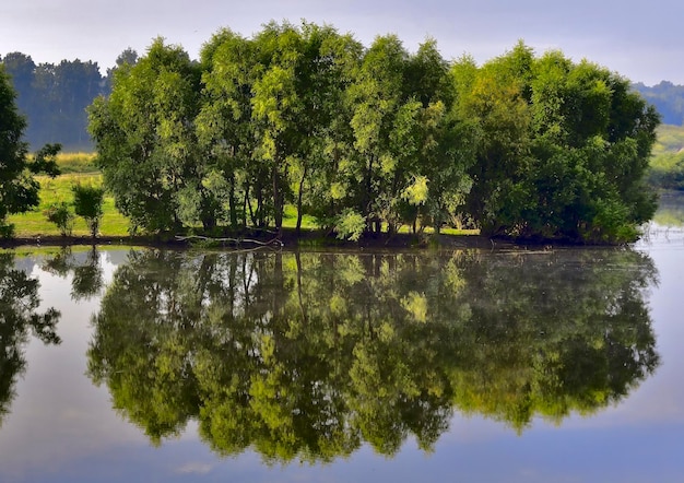 Trees by the pond in summer The reflection of lush vegetation on the calm surface of the water