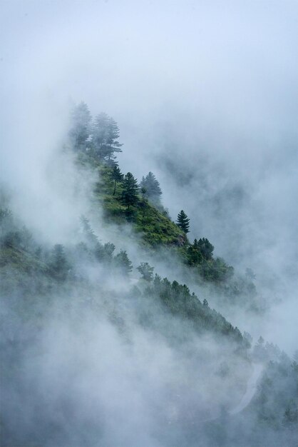 Trees in clouds