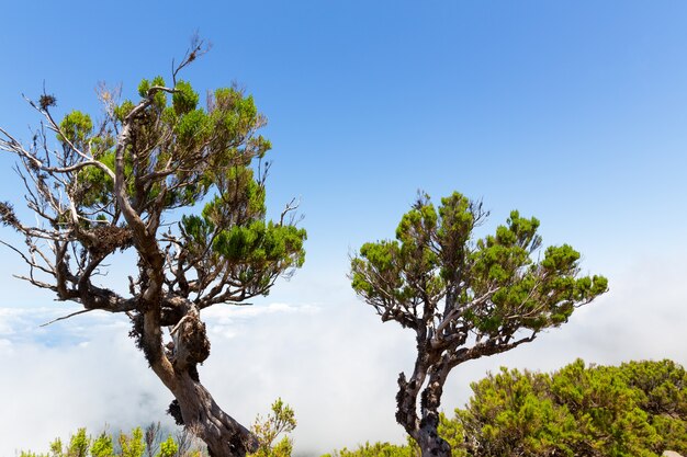 Trees above the clouds