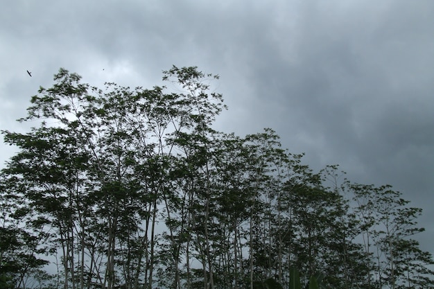 trees and cloudy skies