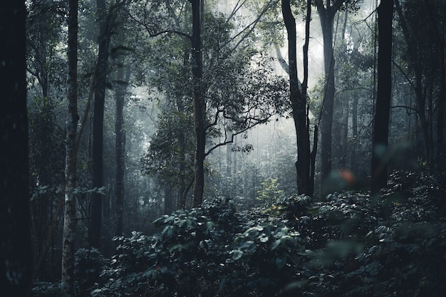 Trees and coffee trees in the foggy forest in the morning