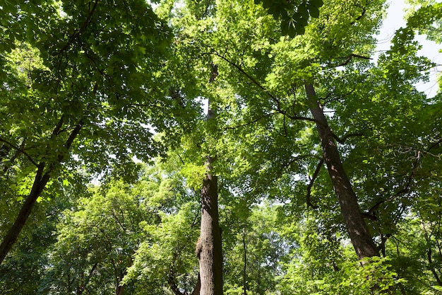 Trees covered with green foliage in summer