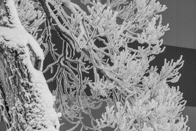 Trees covered with icy frost against the background of a black night sky illuminated by lanterns