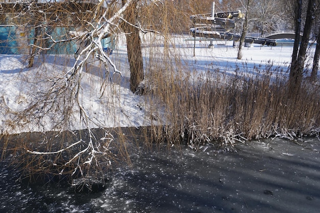 Trees covered with snow on lake shore in winter city park