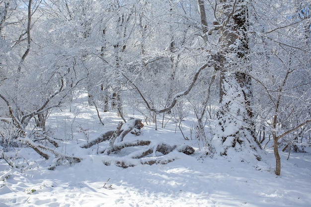 Trees covered with snow in Sabaduri forest, winter landscape. Georgia