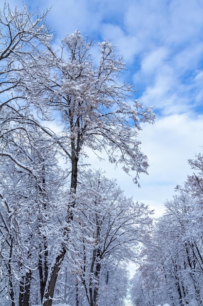 Trees covered with snow on sunny day