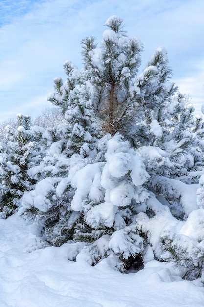 Trees covered with snow on sunny day