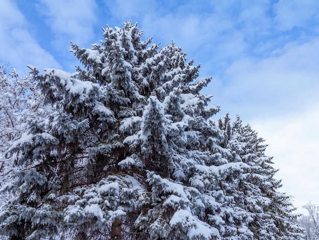 Trees covered with snow on sunny day