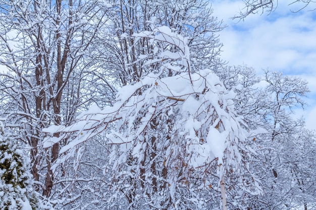 Trees covered with snow on sunny day