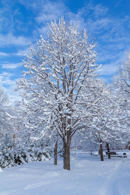 Trees covered with snow on sunny day