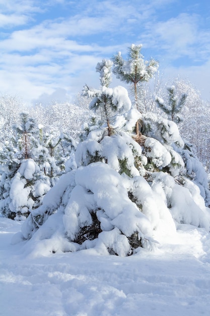 Trees covered with snow on sunny winter day