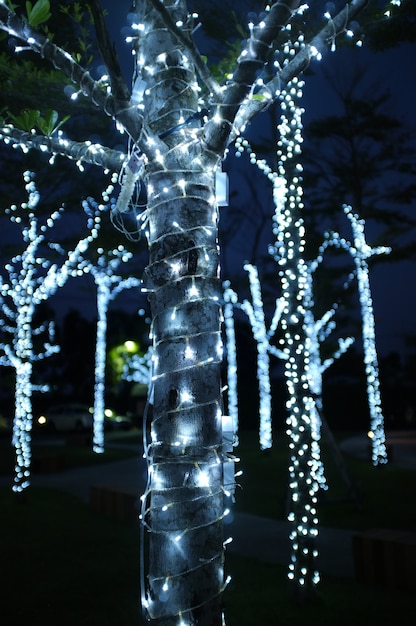 Trees decorated with garland light during greeting season