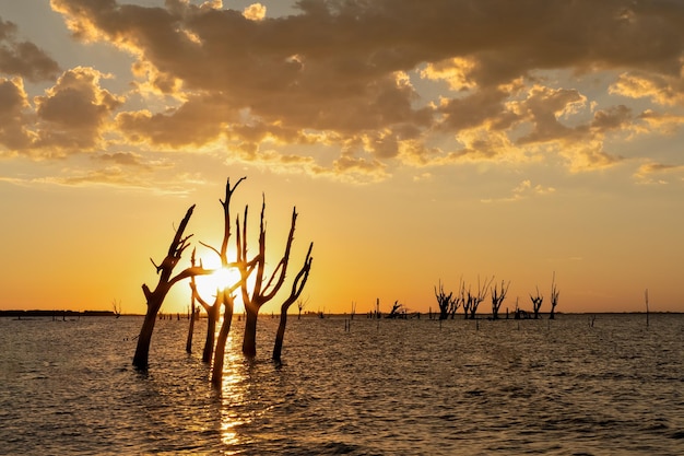 Trees die because of salinity of water. Mar Chiquita Lagoon, Argentina.