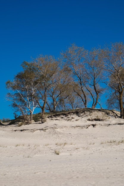 Trees on the dunes of the Baltic Spit Baltiysk Kaliningrad region