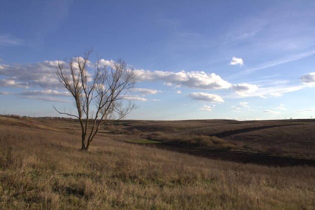 Photo trees on field against cloudy sky