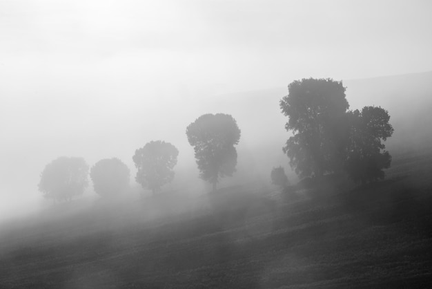 Photo trees on field against sky at foggy weather