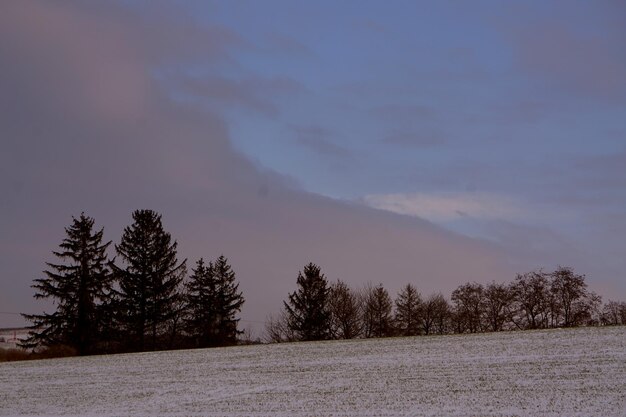 Trees on field against sky during winter