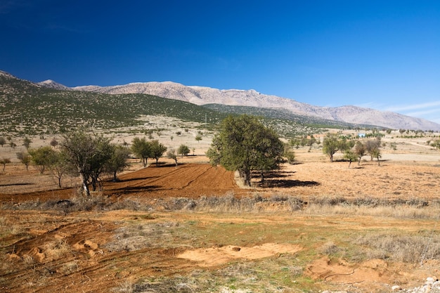 Trees in a field, Taurus Mountains, Turkey