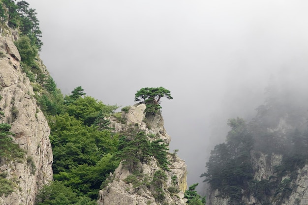 Trees in the fog on the cliffs