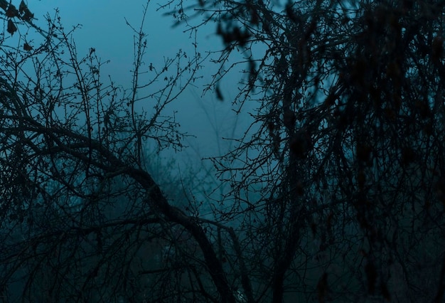 Trees in the fog at dusk