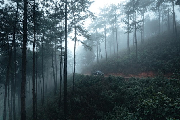 Trees in the fog,wilderness landscape forest with pine trees