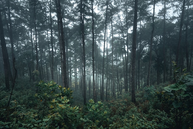 Trees in the fog,wilderness landscape forest with pine trees