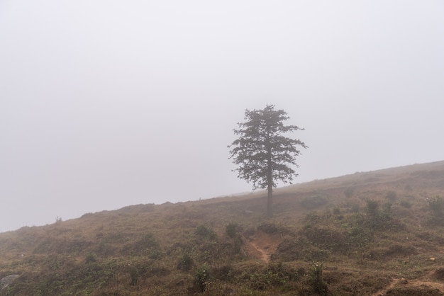 Trees in fog and yellow meadows