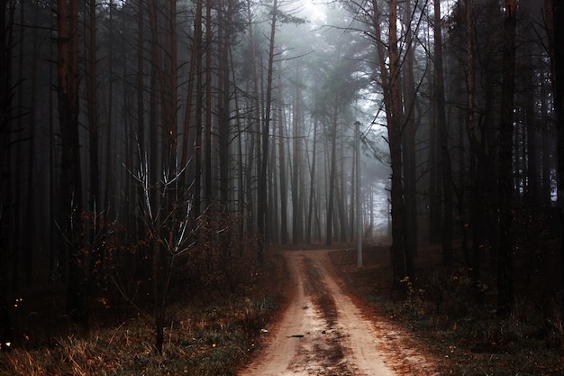 trees at a foggy scenery