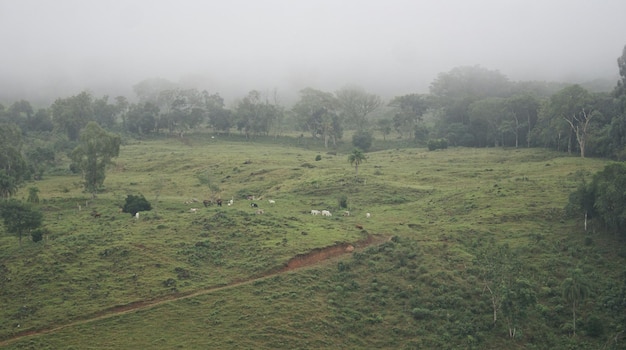 Trees in foggy weather