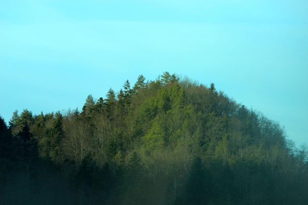 Trees in forest against clear sky