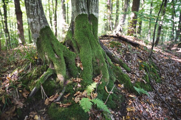 The trees in the forest are covered with green moss