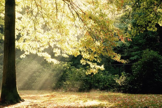 Trees in forest during autumn