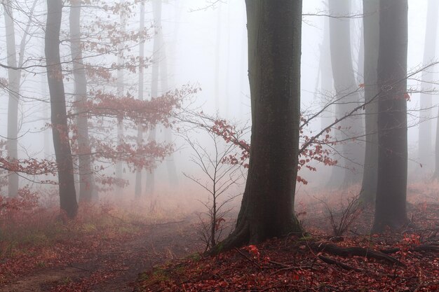 Trees in forest during autumn