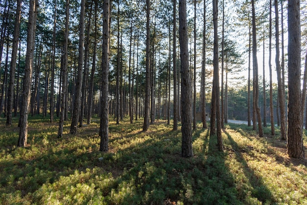 Trees and forest backgrounds