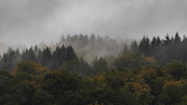 Photo trees in forest during foggy weather